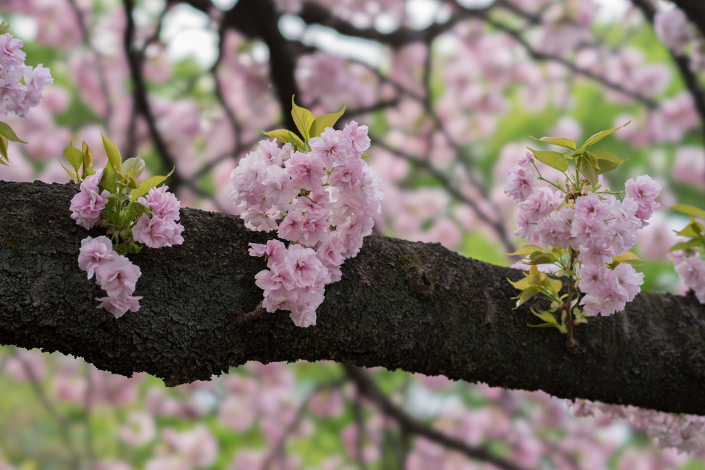 新宿御苑【里桜：福禄寿】②20180408