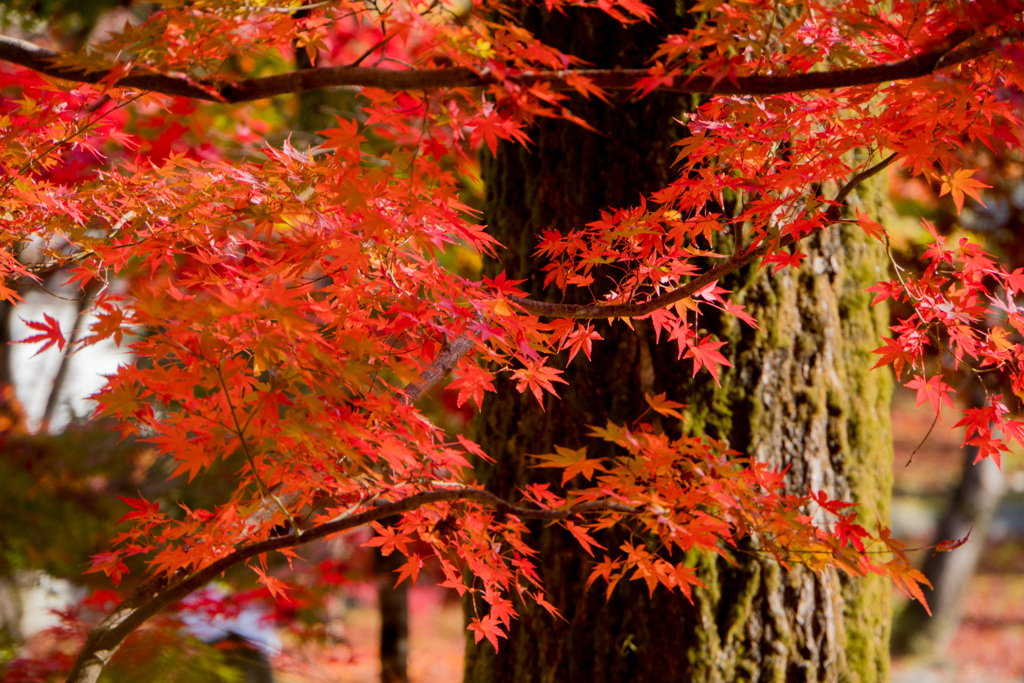 京都の紅葉【永観堂：寿橋西の庭付近】⑥20201126