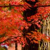 京都の紅葉【永観堂：寿橋西の庭付近】⑥20201126