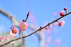 大倉山梅林【梅の花：唐梅】②20250214
