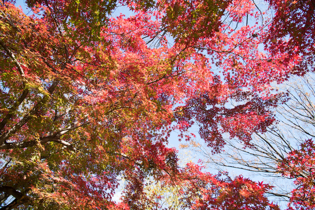 神代植物公園【自由広場の紅葉】④20211127