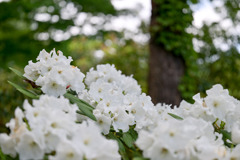 神代植物公園【石楠花：コロネル・コーン】20250429