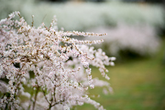 早春の花菜ガーデン【ユキヤナギ：フジノピンキー】20240324