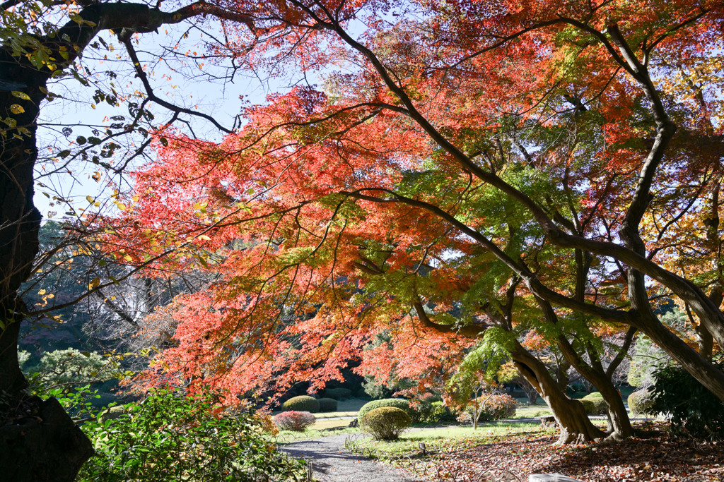 新宿御苑【上の池付近の紅葉】①20241206
