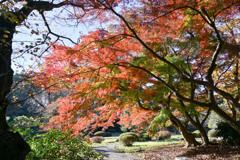 新宿御苑【上の池付近の紅葉】①20241206