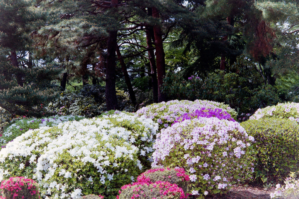 神代植物公園【つづじ園】④20190503