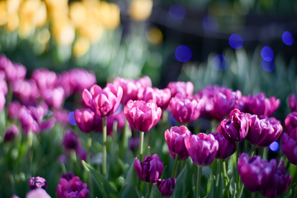 サムエル・コッキング苑【チューリップ：パープルスカイ】①20260106