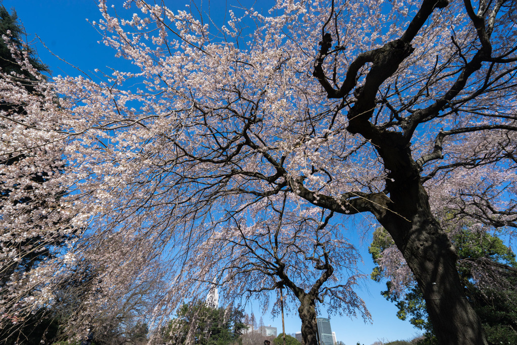 新宿御苑【サクラ：枝垂れ桜】⑦20200320