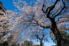 新宿御苑【サクラ：枝垂れ桜】⑦20200320