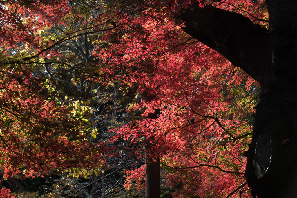新宿御苑【旧御涼亭の紅葉】②20181201