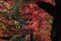 新宿御苑【旧御涼亭の紅葉】②20181201
