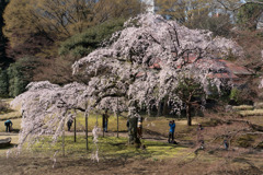 小石川後楽園【枝垂桜：小廬山脇】①20180325