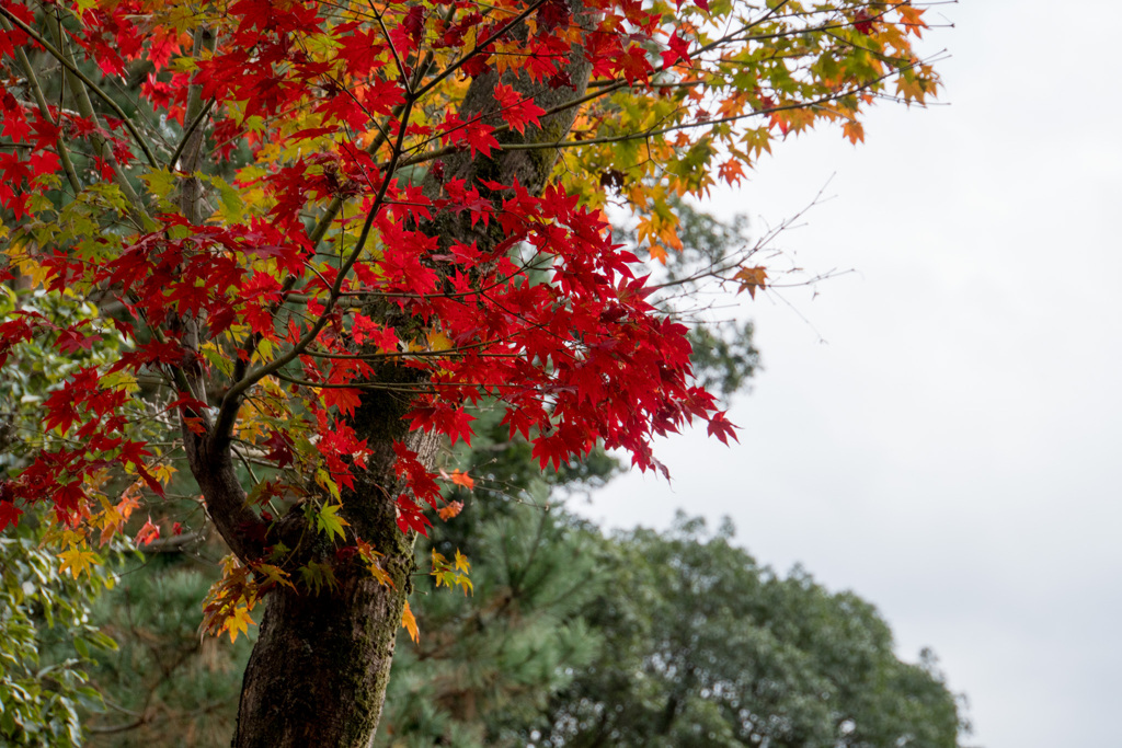 京都の紅葉【高台寺】③20201126