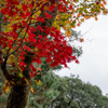 京都の紅葉【高台寺】③20201126