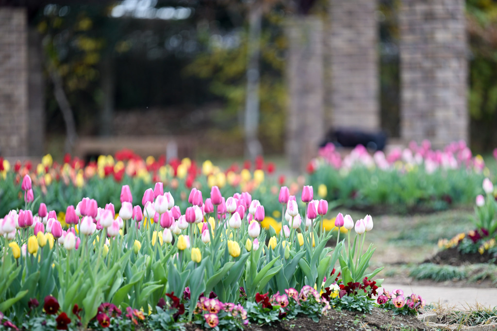 花菜ガーデン【チャペックの庭のアイスチューリップ】①20251219