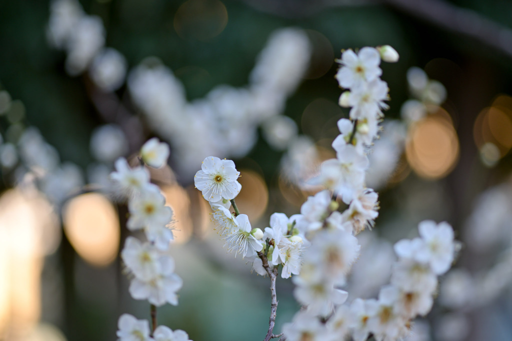 大船フラワーセンター【早咲きの梅：月の桂】②20260125