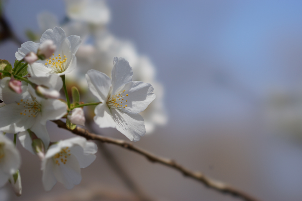 新宿御苑【桜：大島桜】②20170325