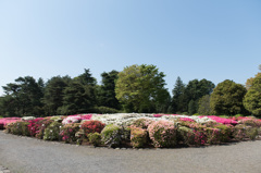 【神代植物公園(ツツジ)】②20150426