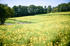 昭和記念公園【花の丘：キバナコスモス_黄系】①20250925