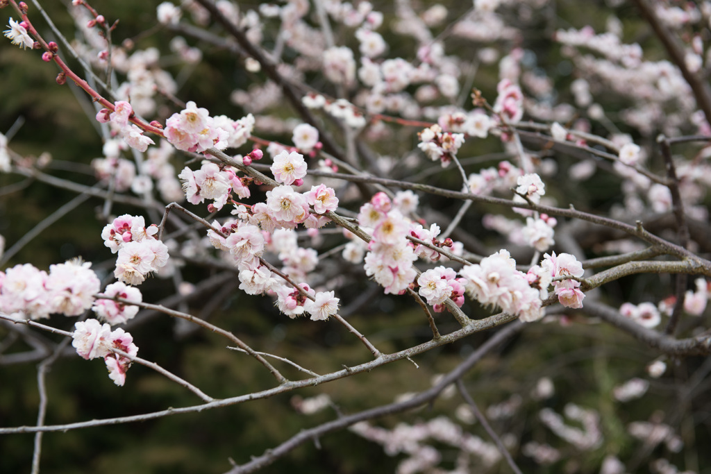 【小田原フラワーガーデン(東の都)】20150314