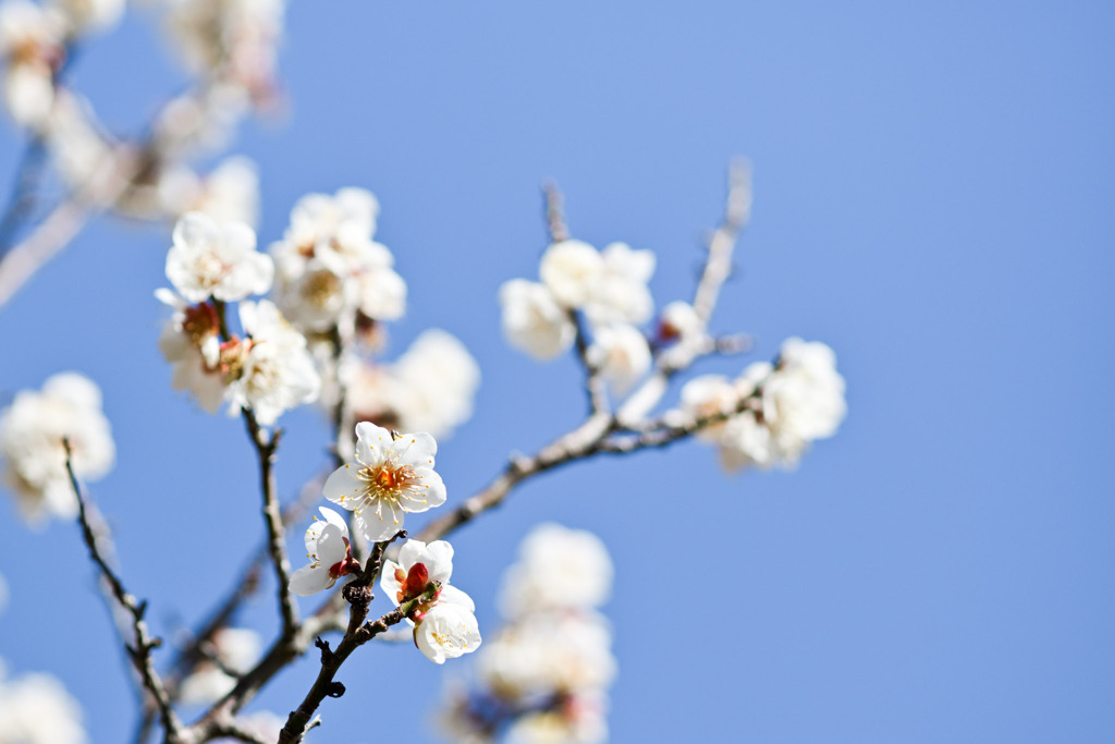 小田原フラワーガーデン【梅の花：冬至】20260130