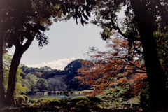 新宿御苑【上の池あたりの紅葉】①20181215