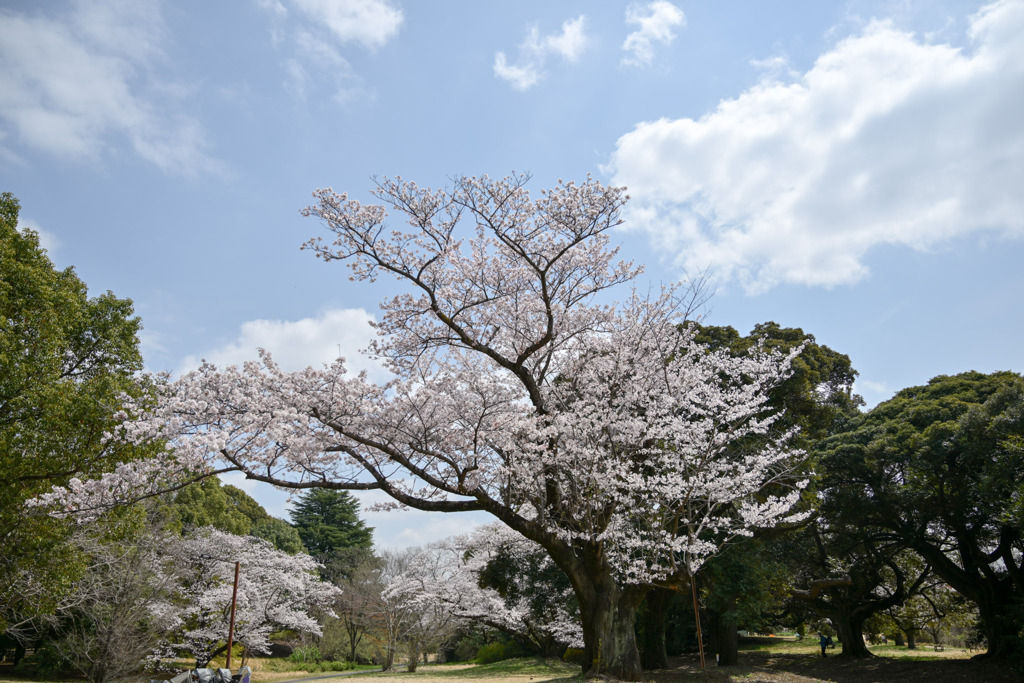 昭和記念公園【染井吉野(花木園)】①20250408