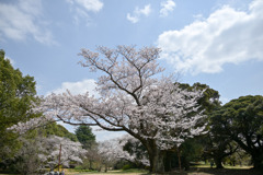 昭和記念公園【染井吉野(花木園)】①20250408