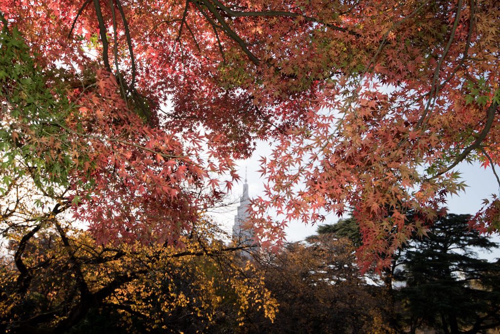 新宿御苑【上の池の紅葉】20181201