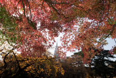 新宿御苑【上の池の紅葉】20181201