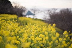 吾妻山公園【菜の花畑：Nikkor 85mm f1.4】①20190104