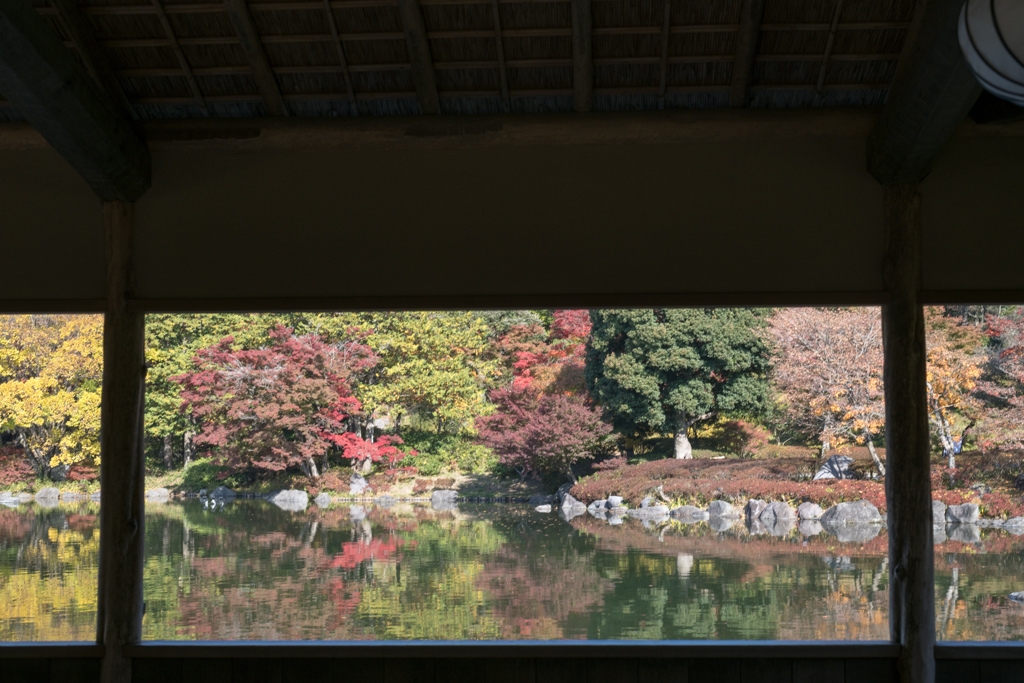 昭和記念公園【日本庭園：陽昌から見る紅葉】①20231124