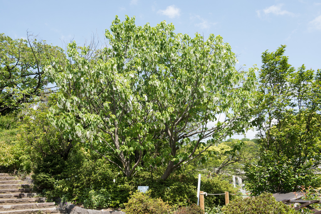 【大船植物園(ハンカチノキ)】①20150503