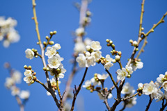 小田原フラワーガーデン【梅の花：一重緑蕚】②20260130