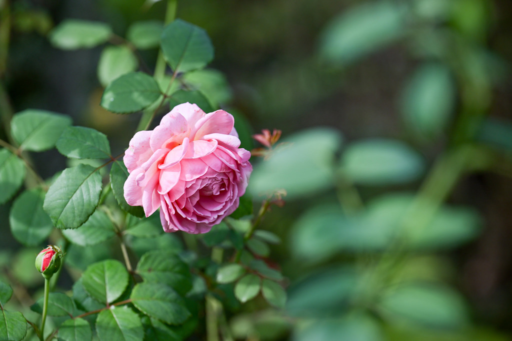 花菜ガーデン【秋パラ：プリンセス・アレキサンドラ・オブ・ケント】20251027