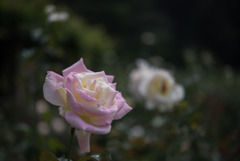 神代植物公園【薔薇：ガーデン・パーティ】20190728