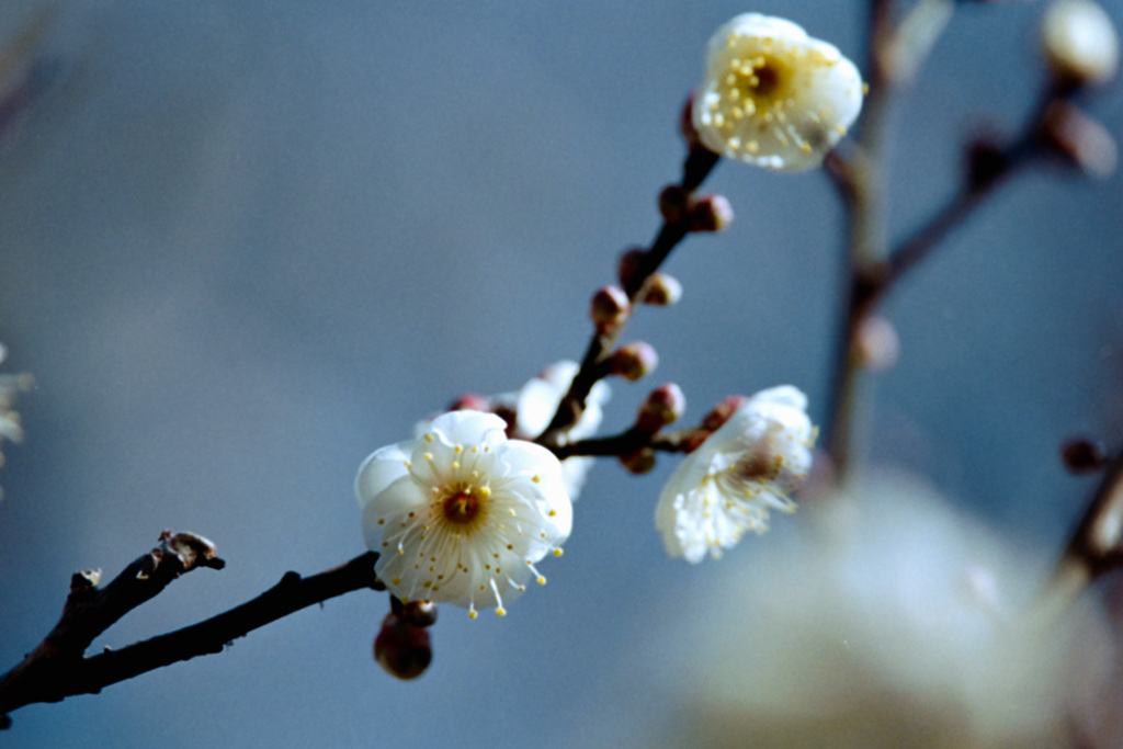 府中市郷土の森【梅の花：八重野梅】②20210116