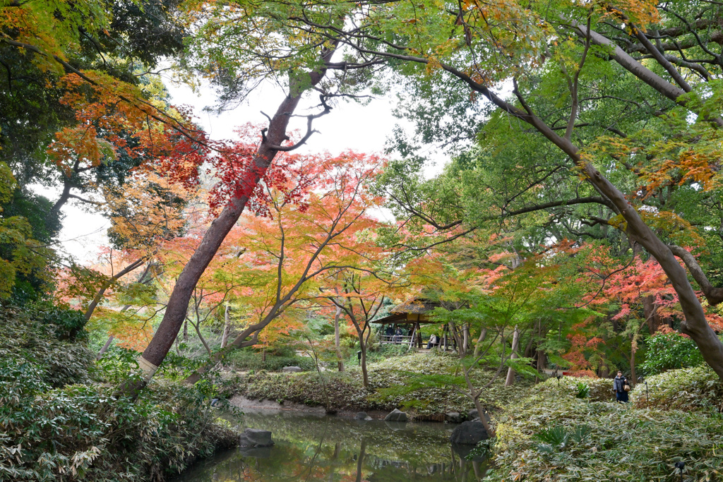 六義園【つつじ茶屋付近の紅葉】①20241202