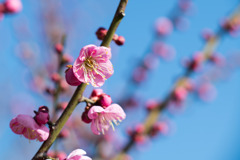 花菜ガーデン【梅の花：道知辺】①20200202