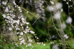 神代植物公園【サクラ：枝垂桜】②20240406