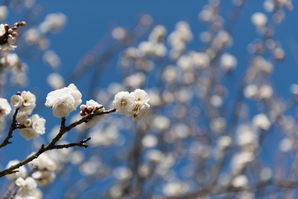 小田原フラワーガーデン【梅：八重野梅】②20170107