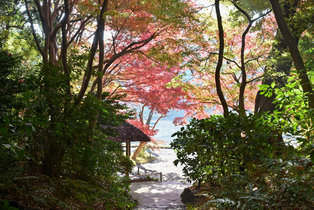 都内紅葉巡り【小石川後楽園：丸屋付近】20251128