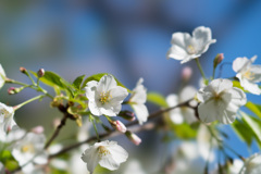 小石川植物園【桜：大島桜】①20210323