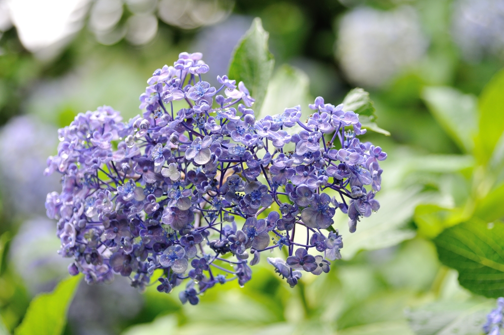 【アジサイ】20130616