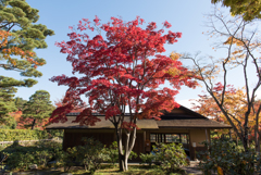 日本庭園の清池軒
