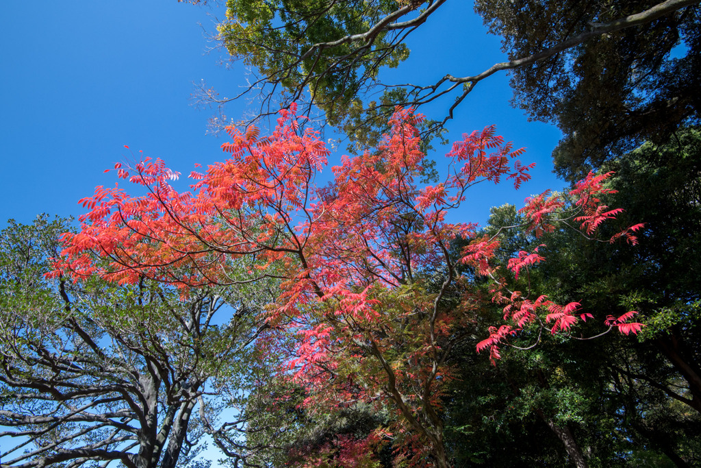 六義園【見頃だったハギ】①20191130