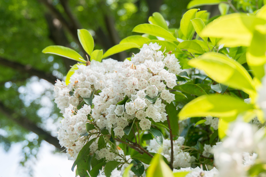 神代植物公園【カルミア】①20170527
