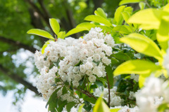 神代植物公園【カルミア】①20170527