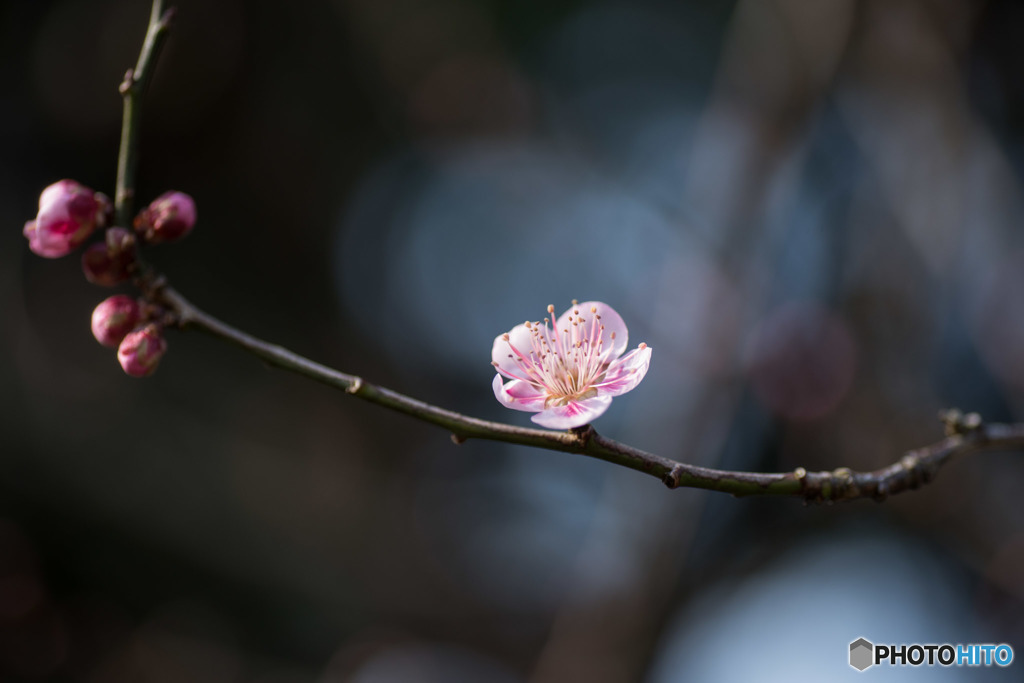 【大船植物園(守の関)】20160206