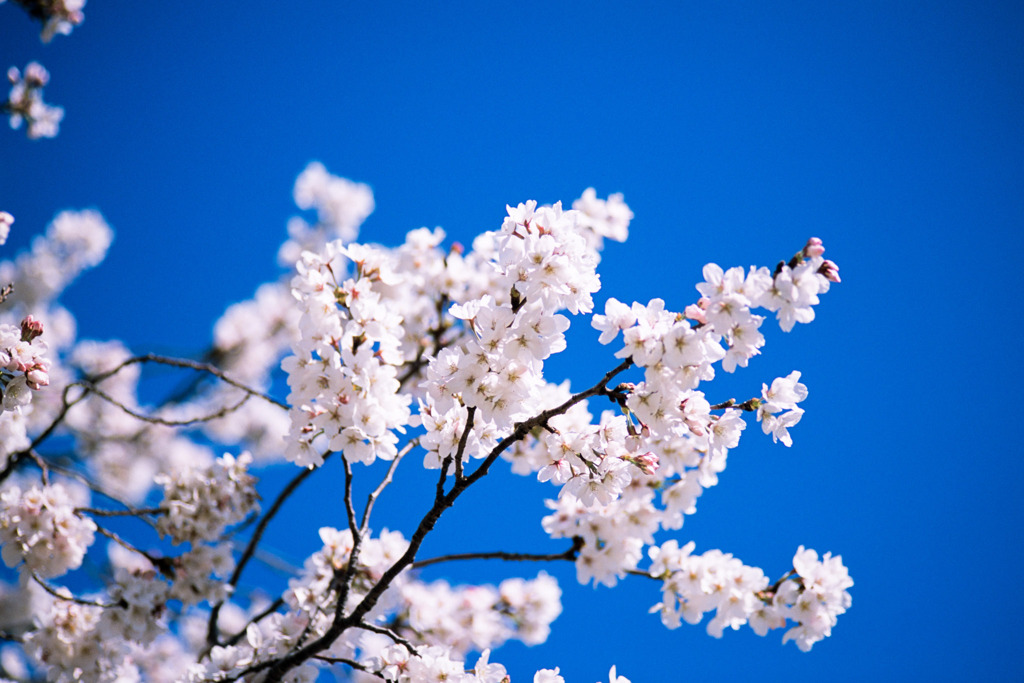 新宿御苑【サクラ：大樹白桜】⑤20200320